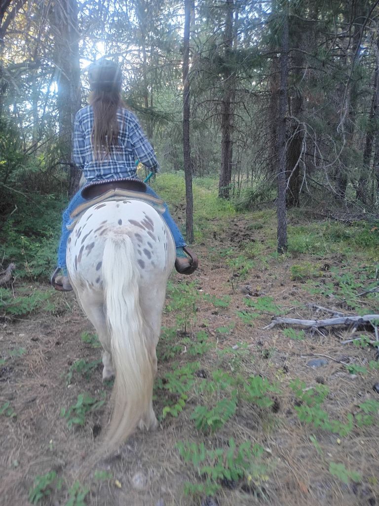 Gaston th pony is available for hire for your birthday party, wedding, or other celebration!